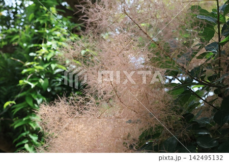 スモークツリーの花 スモークツリーの花 142495132