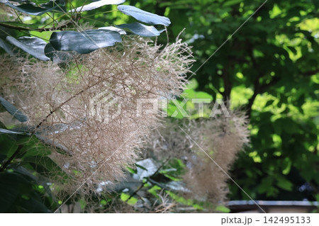 スモークツリーの花 スモークツリーの花 142495133