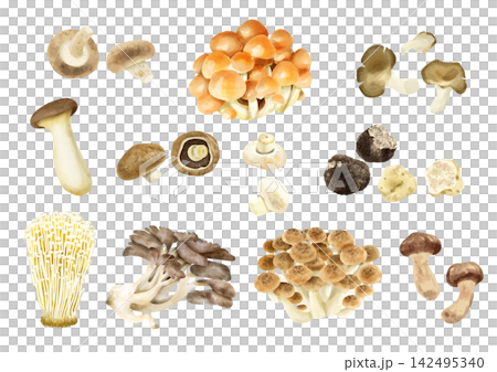 Watercolor painting set of various edible mushrooms 142495340