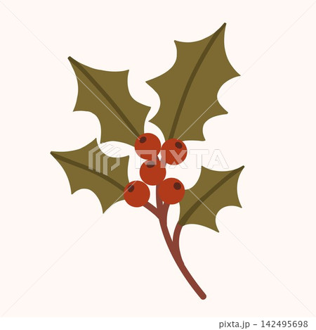 Christmas Holly Branch with Red Berries Vector Christmas Holly Branch with Red Berries Vector 142495698