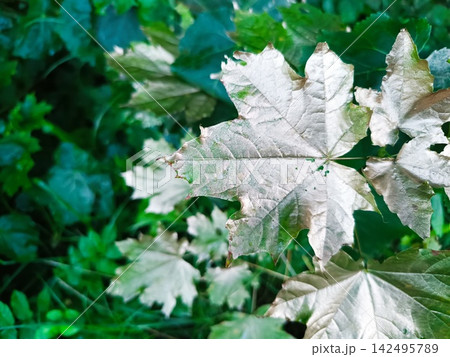Close-up of a silver painted maple leaf. Metallic texture contrasting with natural green foliage Close-up of a silver painted maple leaf. Metallic texture contrasting with natural green foliage 142495789