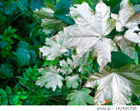 Detailed close-up of a silver painted maple leaf. Metallic finish on foliage against a green natural background 142495790