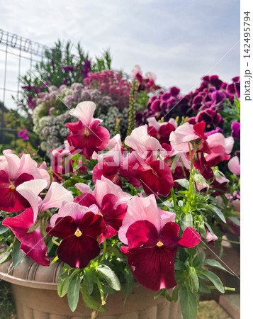 色とりどりのパンジーが咲く花壇 色とりどりのパンジーが咲く花壇 142495794