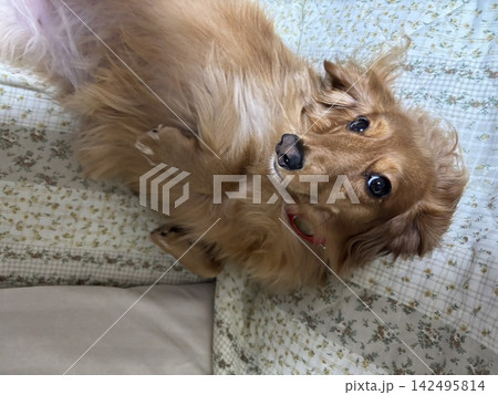 寝ている犬 142495814
