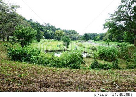 都立武蔵野公園のため池(東京都小金井市) 都立武蔵野公園のため池(東京都小金井市) 142495895