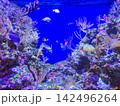 Saltwater Aquarium With Rock, Coral Reef And Ornamental Fish.  142496264