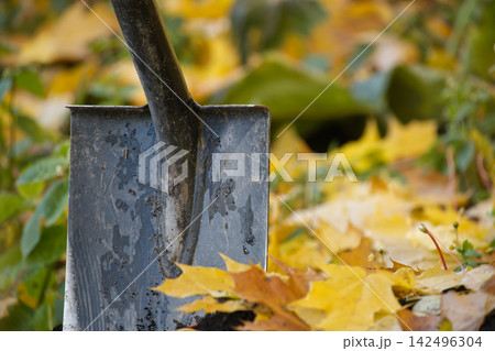 Shovel in Autumn Leaves Outdoor Gardening Tool with Wet Metal Blade Shovel in Autumn Leaves Outdoor Gardening Tool with Wet Metal Blade 142496304