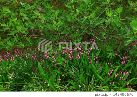 満開のアヤメの花 満開のアヤメの花 142496670