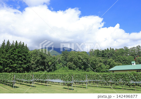初秋の安曇野 ワイナリーとブドウ畑 初秋の安曇野 ワイナリーとブドウ畑 142496877