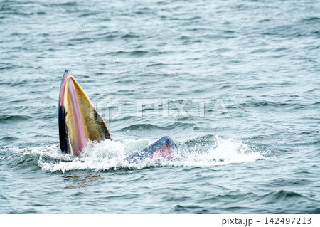 Bryde whale feeding at the ocean surface with its mouth wide open, showing baleen plates. Large marine mammal surfacing in wavy blue water during lunge feeding. Wildlife photography in the sea. Bryde whale feeding at the ocean surface with its mouth wide open, showing baleen plates. Large marine mammal surfacing in wavy blue water during lunge feeding. Wildlife photography in the sea. 142497213
