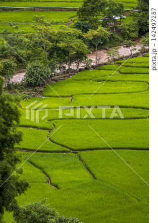 Landscape of Morning Mist with Mountain Layer. mountain ridge and clouds in rural jungle bush forest Landscape of Morning Mist with Mountain Layer. mountain ridge and clouds in rural jungle bush forest 142497287