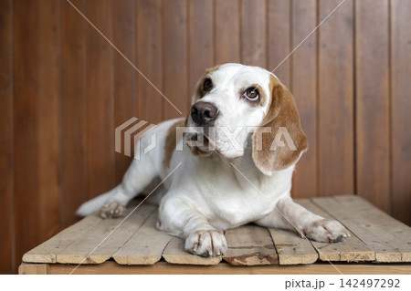 small cute beagle puppy dog looking up 142497292