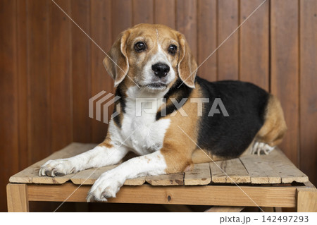 small cute beagle puppy dog looking up small cute beagle puppy dog looking up 142497293
