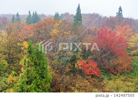雨の奥大山の紅葉 142497505