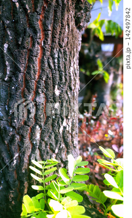 Close-up photo of tree bark texture with bright green leaves. Close-up photo of tree bark texture with bright green leaves. 142497842