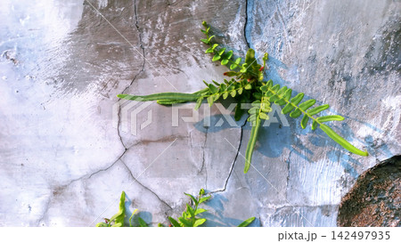 Small Fern Growing Out of a Cracked Concrete Wall Small Fern Growing Out of a Cracked Concrete Wall 142497935