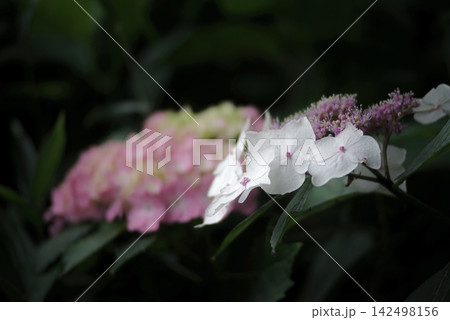 紫陽花 あじさい 紫陽花 あじさい 142498156
