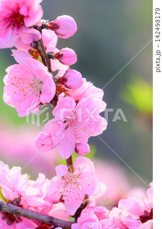 美しいピンクの花 春の風景 美しいピンクの花 春の風景 142498179