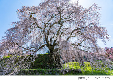 奈良県宇陀市大宇陀 本郷の瀧桜とも呼ばれ、樹齢約300年の見事なシダレザクラの巨木の又兵衛桜 奈良県宇陀市大宇陀 本郷の瀧桜とも呼ばれ、樹齢約300年の見事なシダレザクラの巨木の又兵衛桜 142498369