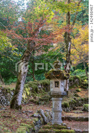 高源寺の紅葉のある風景 142498467