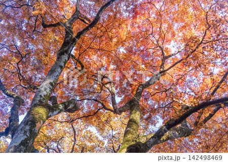 紅葉したもみじ 142498469