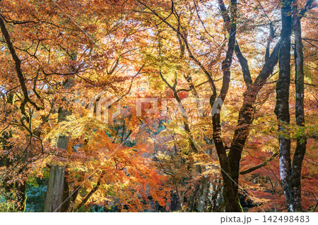 秋の紅葉に染まる 142498483