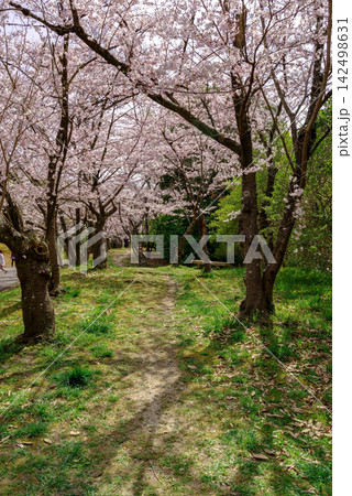 桜 142498631