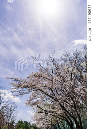 桜と春の空 桜と春の空 142498635