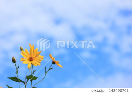 秋の空と花 5 秋の空と花 5 142498701
