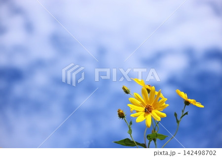 秋の空と花 4 秋の空と花 4 142498702