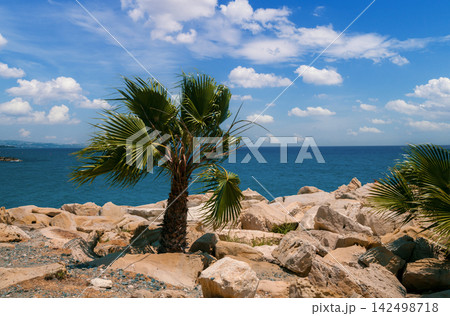 Rocky beach with palm tree. Nature Cyprus 142498718
