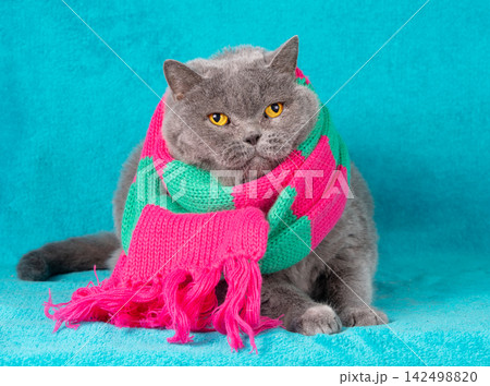 Portrait of a blue British shorthair cat, wearing knitted scarf. Portrait of a blue British shorthair cat, wearing knitted scarf. 142498820