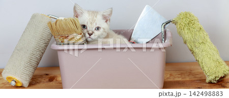 Cute little kitten sitting in washbowl with tools for renovation Cute little kitten sitting in washbowl with tools for renovation 142498883