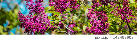 lilac bush against sky in the garden lilac bush against sky in the garden 142498908