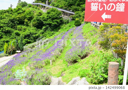 あぶくま洞 ラベンダー園 あぶくま洞 ラベンダー園 142499068