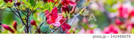 Azalea flowers in the garden in sunny day, natural spring floral background 142499079