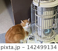アラジンで暖をとるネコ 142499134