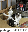 石油ストーブで暖をとるシンクロ猫 142499136