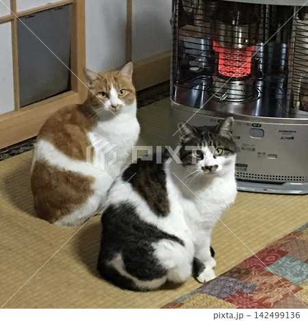 石油ストーブで暖をとるシンクロ猫 石油ストーブで暖をとるシンクロ猫 142499136