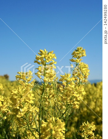 澄み渡る青空に向かって鮮やかに咲く満開の菜の花 142499280