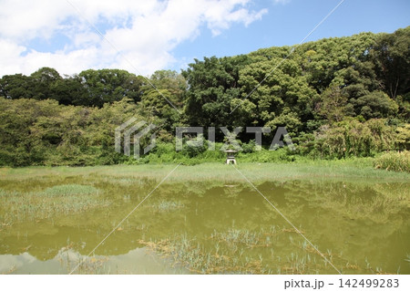 花博記念公園鶴見緑地 日本庭園 四季の池 花博記念公園鶴見緑地 日本庭園 四季の池 142499283
