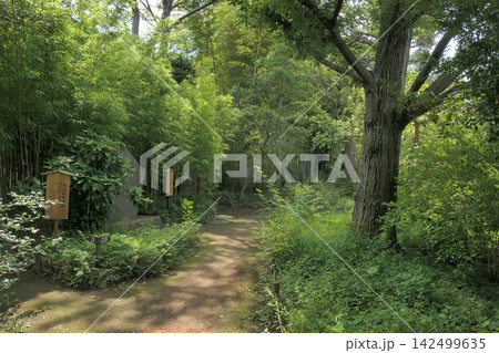 夏の向島百花園 夏の向島百花園 142499635