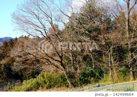 【神奈川県】春を待つ雑木林 【神奈川県】春を待つ雑木林 142499664