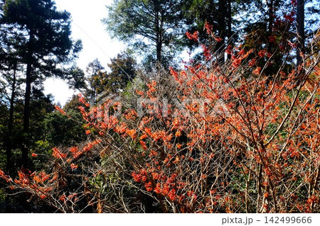 【神奈川県】杉林に咲くアカバナマンサクの花 【神奈川県】杉林に咲くアカバナマンサクの花 142499666