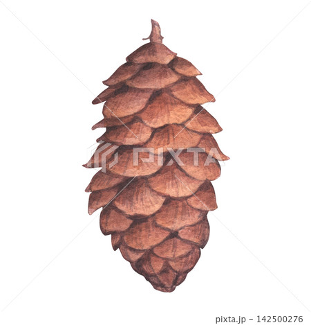 A brown cone of spruce . Conifer cone have a layered texture of scales. Hand-drawn watercolor illustration, isolated on a white background. Perfect for Christmas, botanical, autumn and winter decor A brown cone of spruce . Conifer cone have a layered texture of scales. Hand-drawn watercolor illustration, isolated on a white background. Perfect for Christmas, botanical, autumn and winter decor 142500276