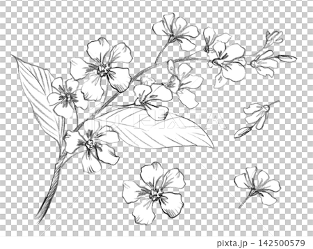 Set of a bird cherry branches and parts of it. Handmade farm pencil illustrations. For design of cards, cover, prints, product labels and fabric. Set of a bird cherry branches and parts of it. Handmade farm pencil illustrations. For design of cards, cover, prints, product labels and fabric. 142500579