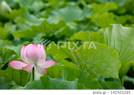 夏の不忍池で緑の葉に囲まれて咲くピンクの蓮 夏の不忍池で緑の葉に囲まれて咲くピンクの蓮 142501285