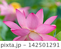 蓮の花のある風景 142501291