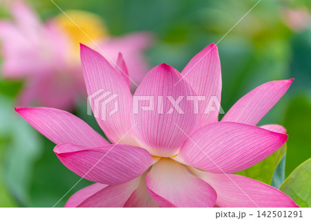 蓮の花のある風景 蓮の花のある風景 142501291