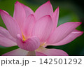 蓮の花のある風景 142501292